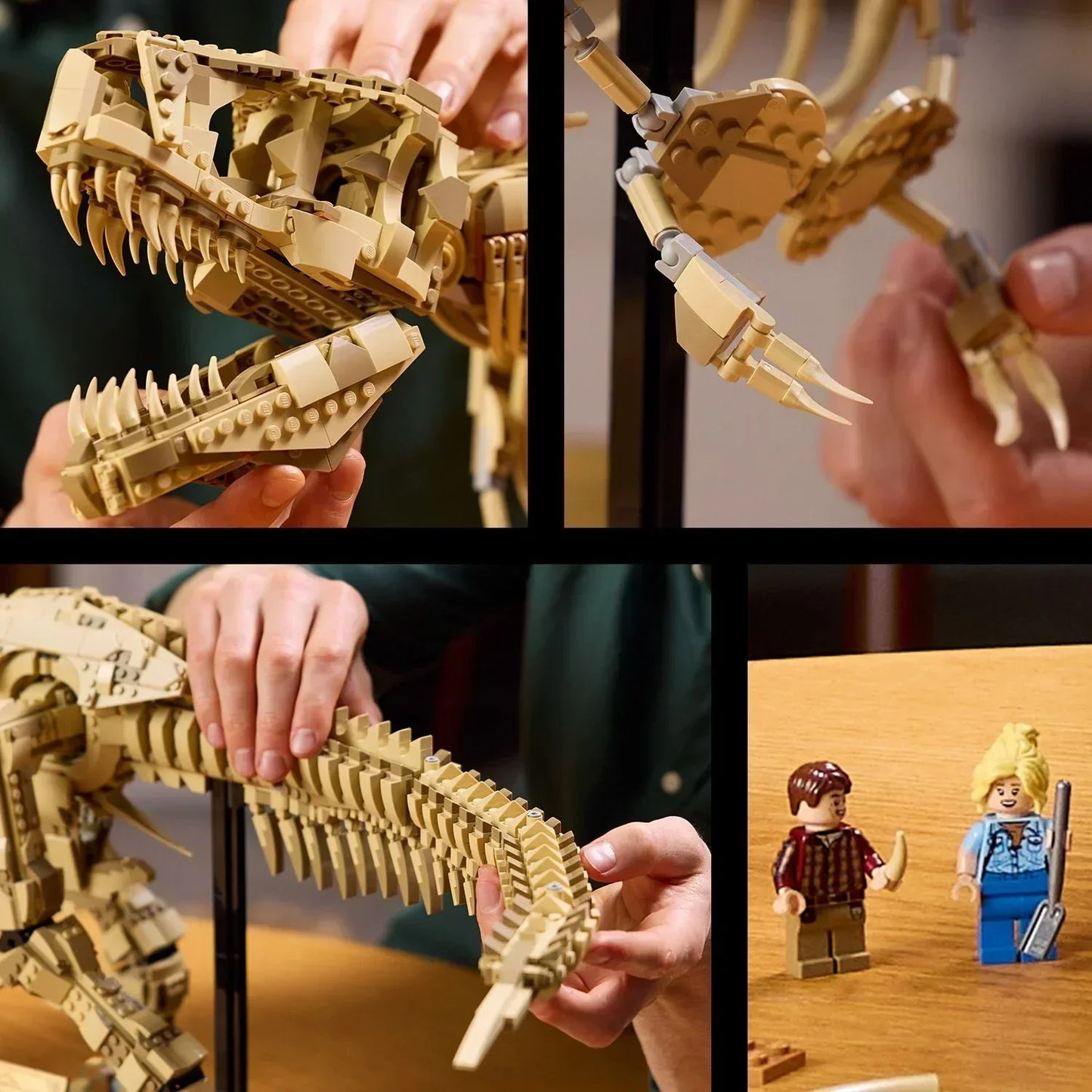 Fossile di scheletro di dinosauro T-Rex - 76968