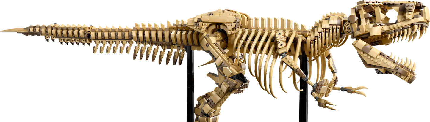 Fossile di scheletro di dinosauro T-Rex - 76968