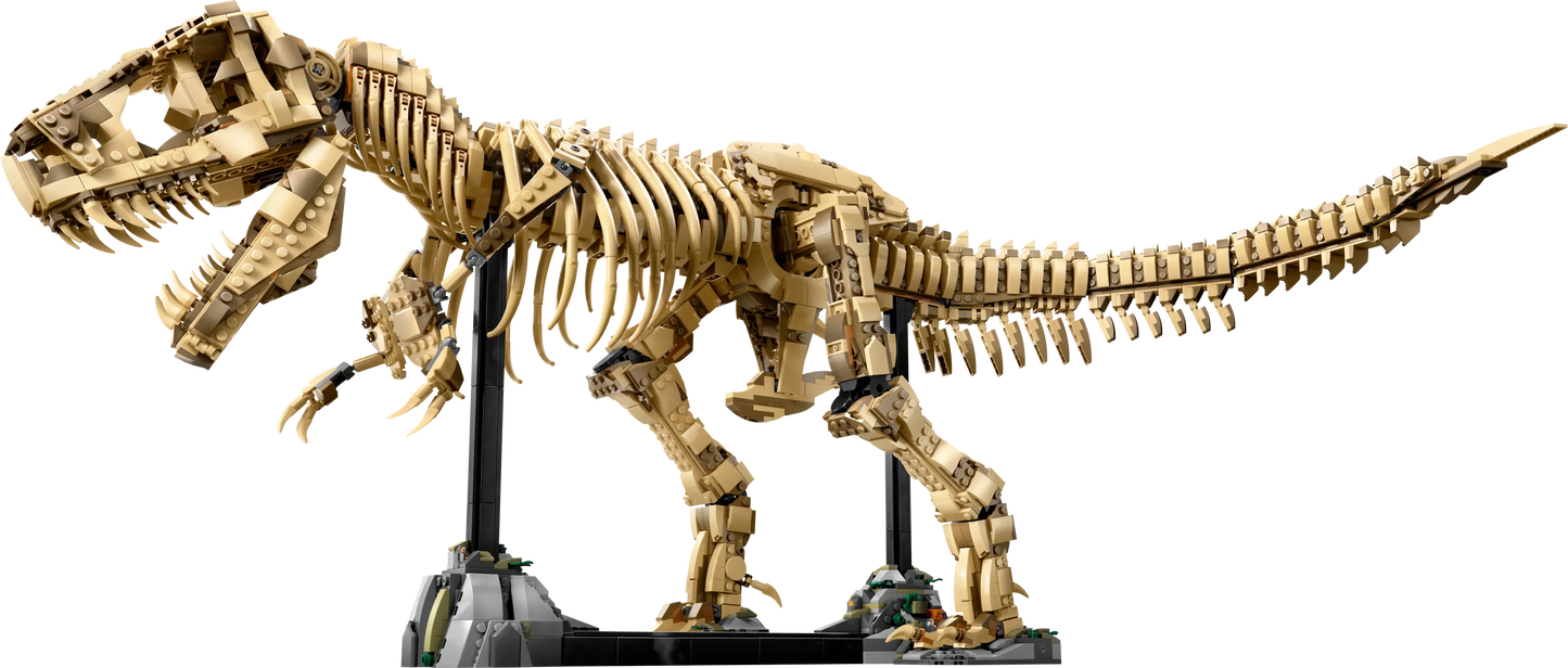 Fossile di scheletro di dinosauro T-Rex - 76968