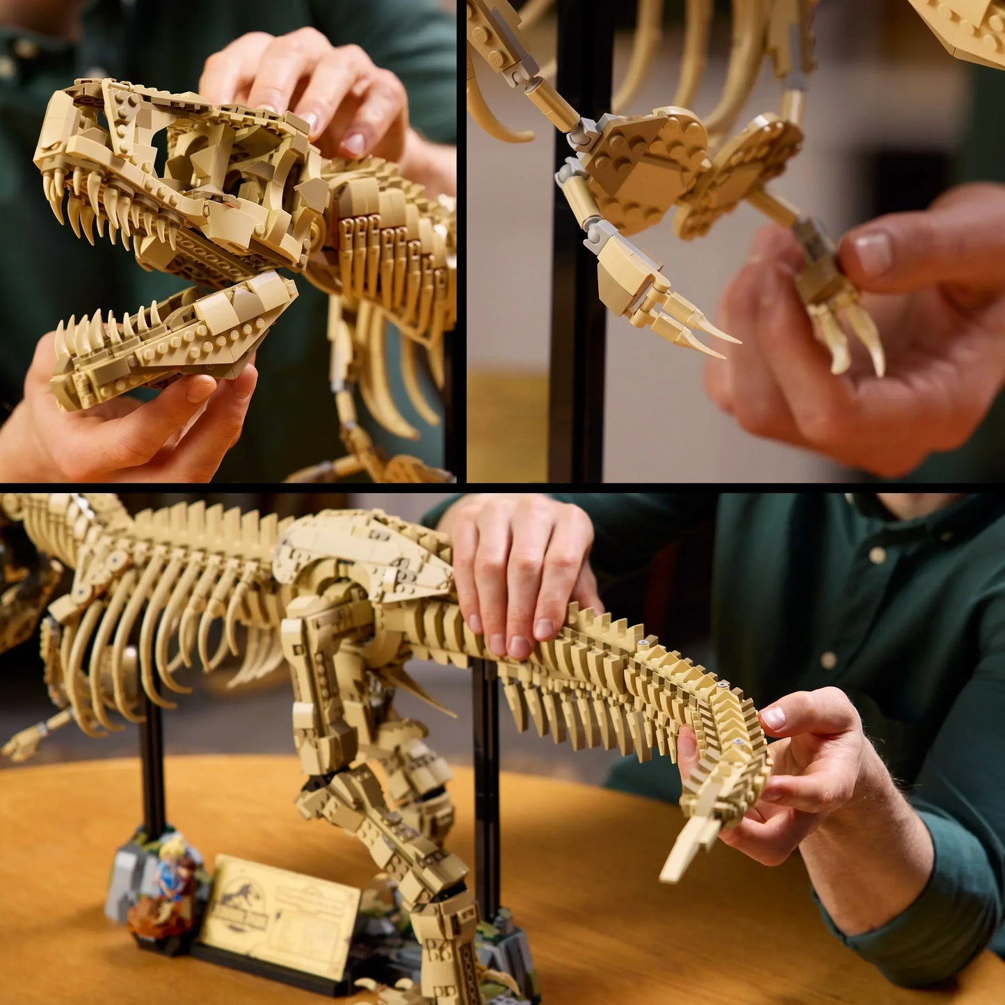 Fossile di scheletro di dinosauro T-Rex - 76968
